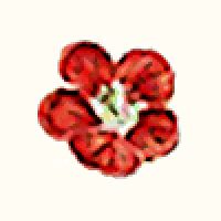 Scarlet Quince